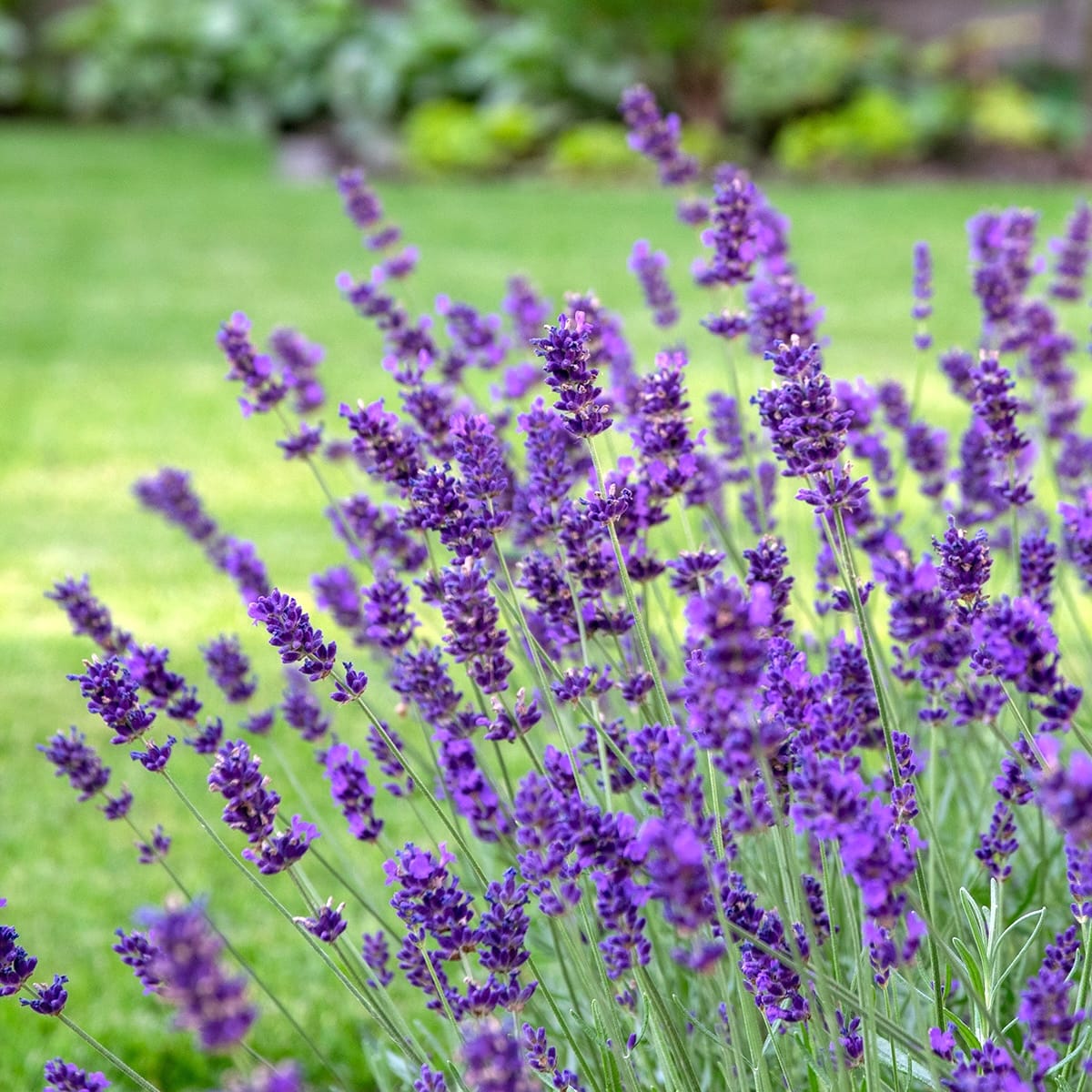 Lavanda in ghiveci