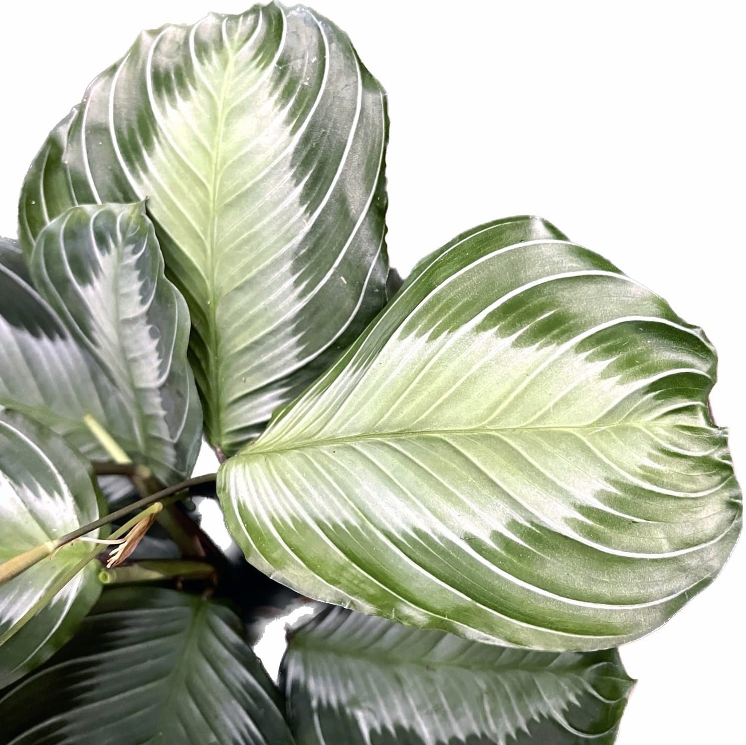 Display Maranta Collection Maranta - Plant of Prayer – Secret Garden Plant Shop