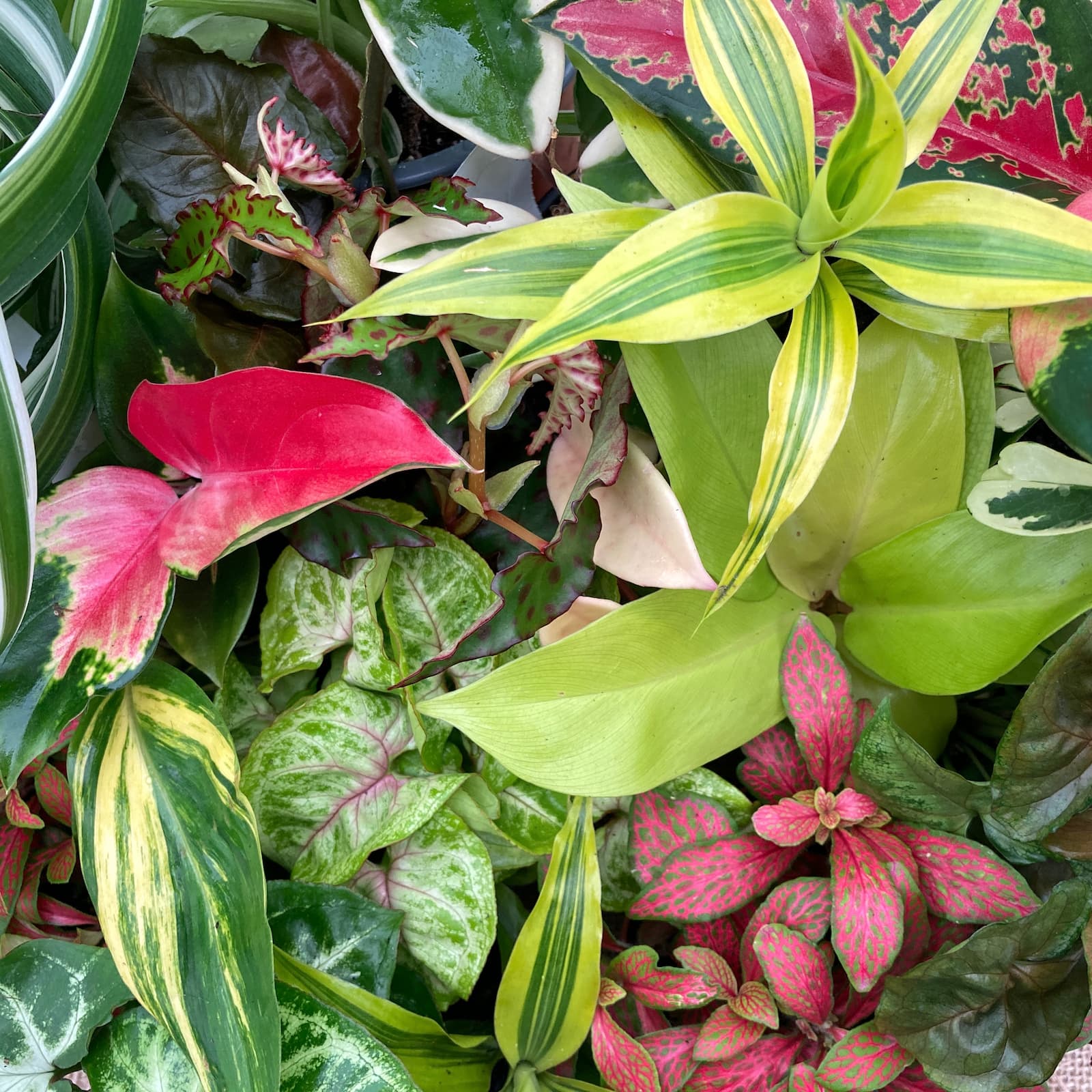 Plante cu semnificatie & Feng Shui