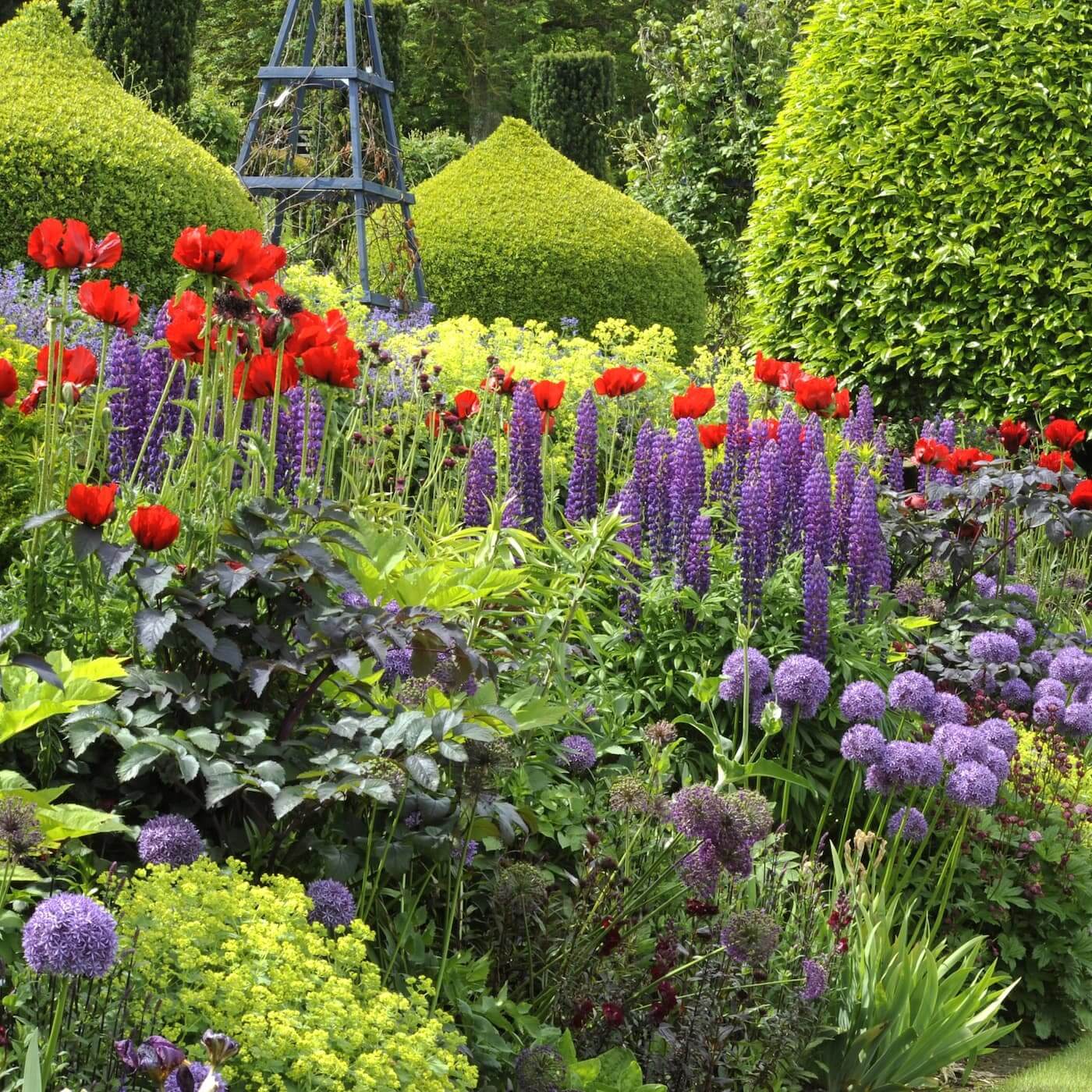 Plante de gradina si terasa