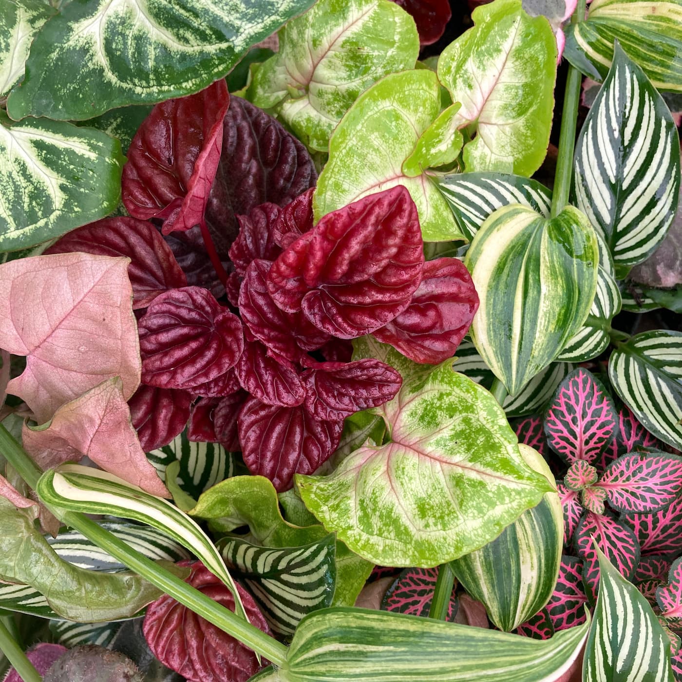 varietatea de plante pentru interior