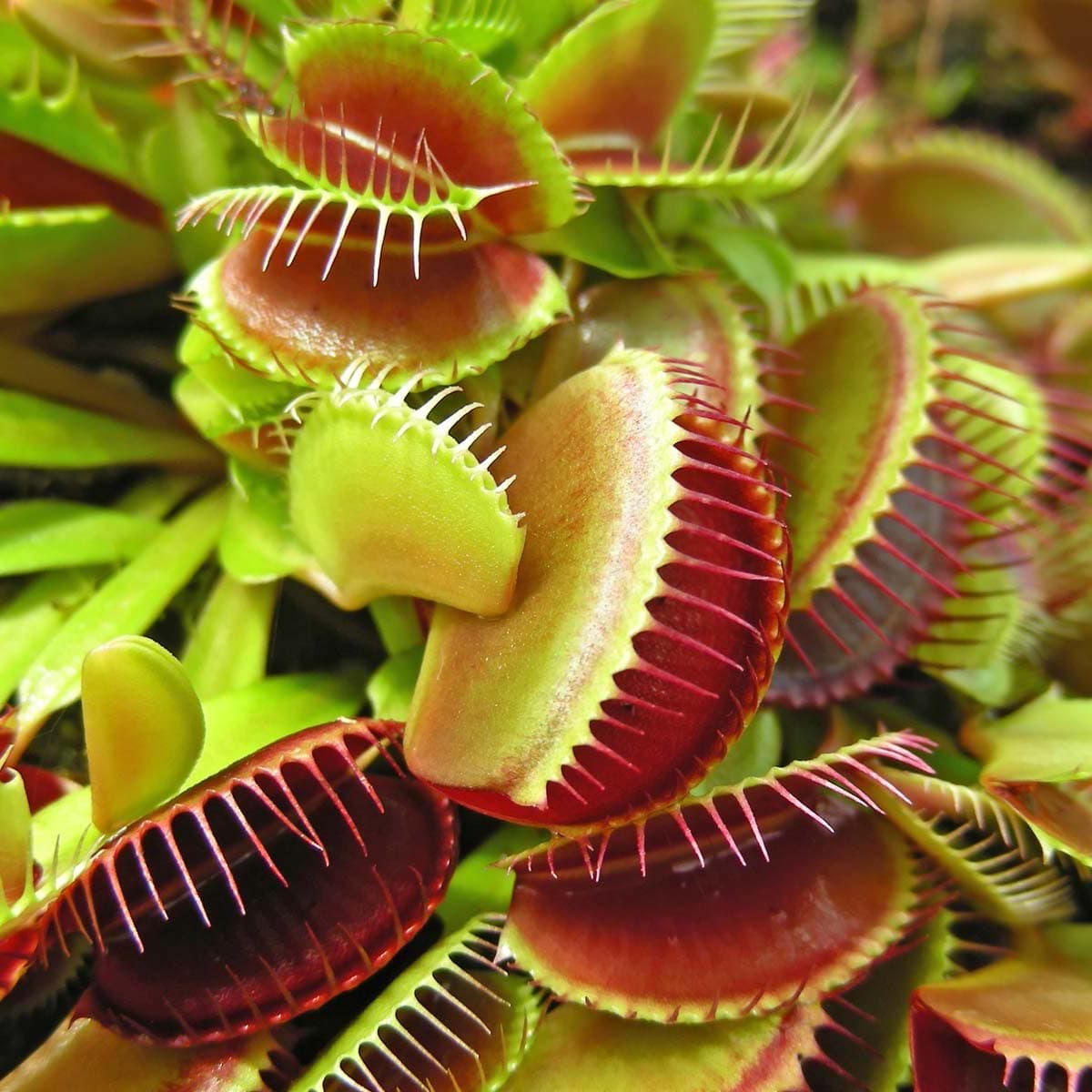 Plante carnivore / Insectivore