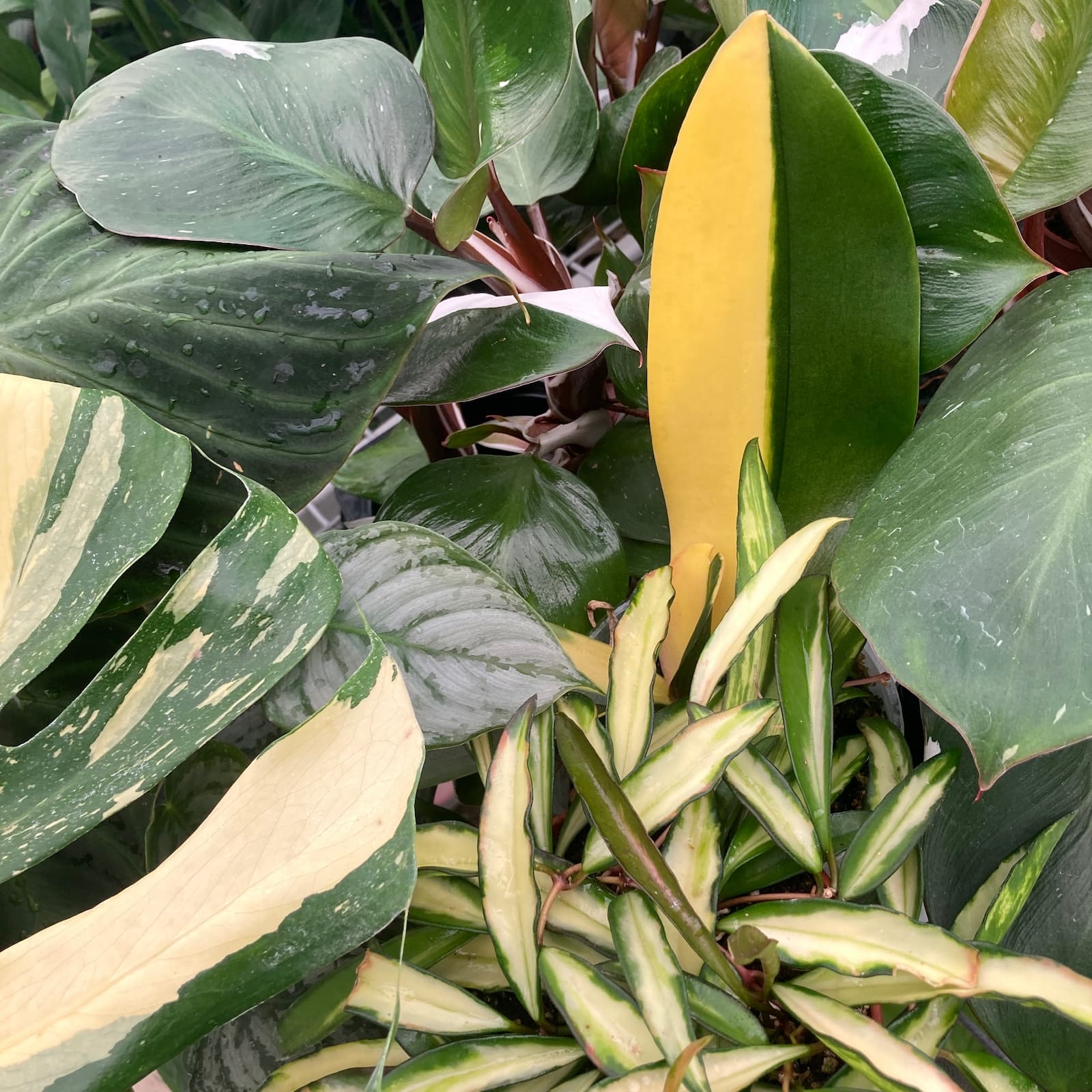 Plante rare - neobisnuite