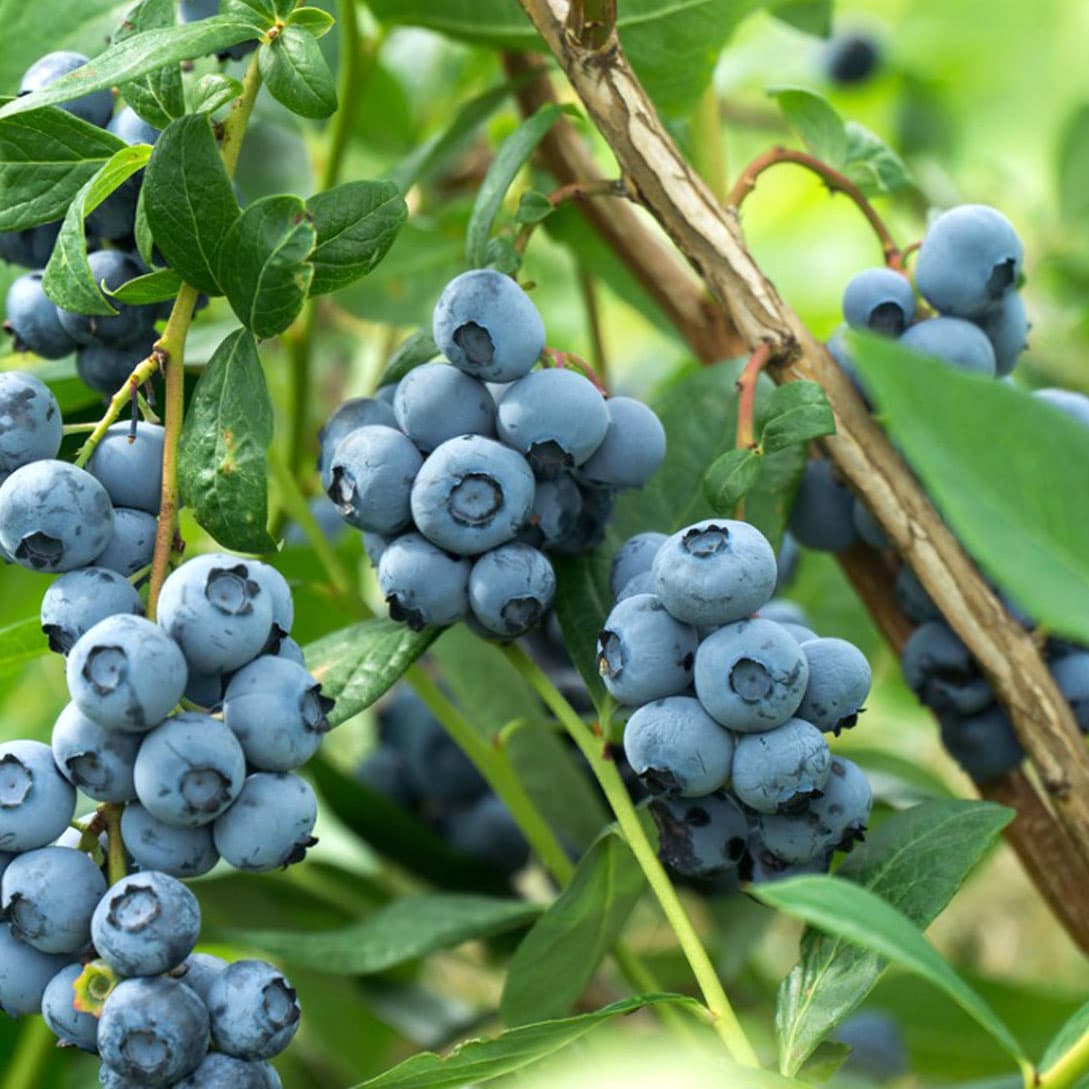 Arbusti - pomi fructiferi