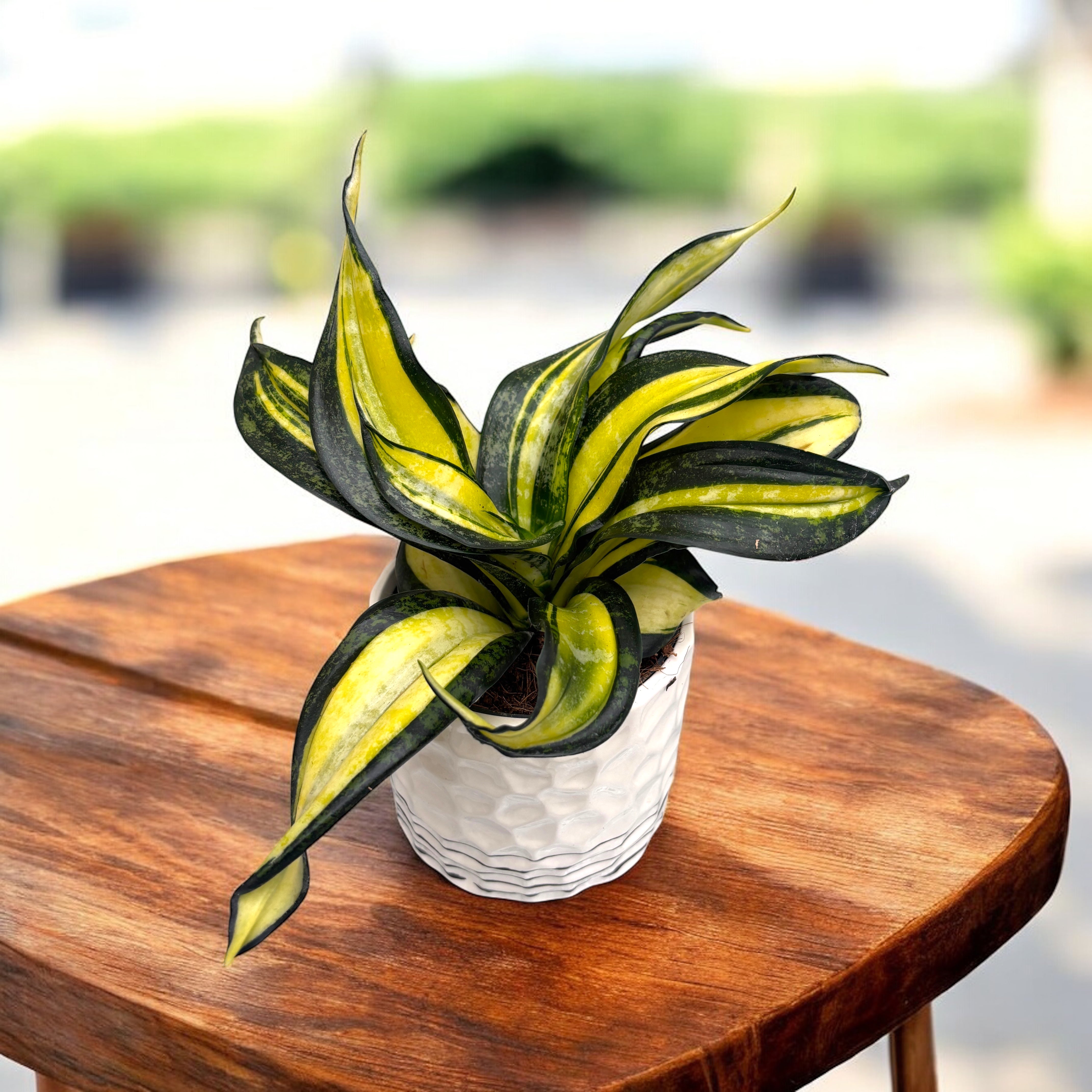 サンスベリア Sansevieria Hahnii Silver Zebra Sansevieria Trifasciata 'Hahnii' Silver Zebra sansewieria