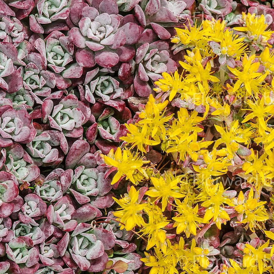 Sedum – plante suculente rezistente si decorative pentru gradina si ghiveci