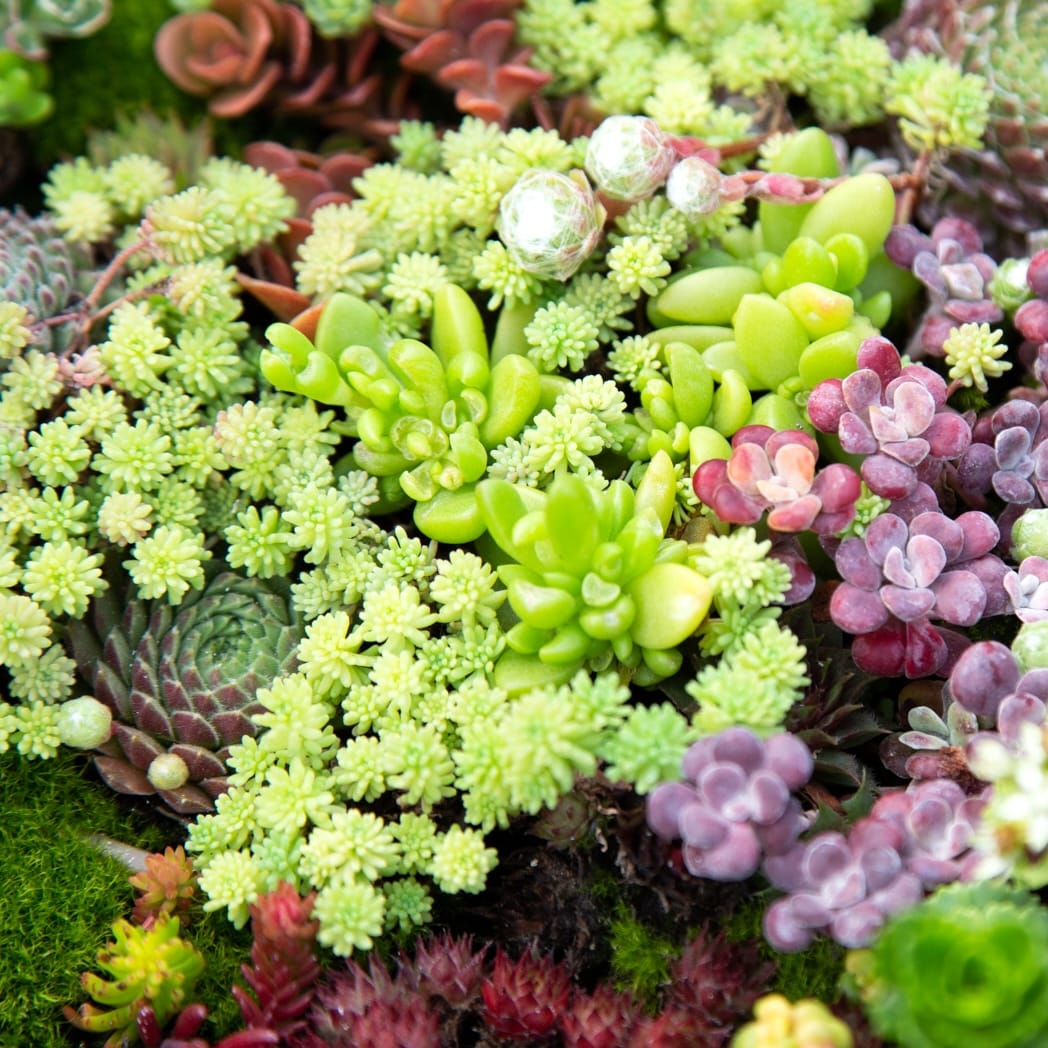 Suculente si cactusi de exterior - de gradina, rezistente la frig