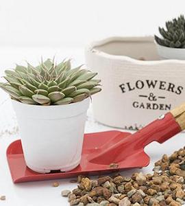 Substraturi si pamant pentru plante