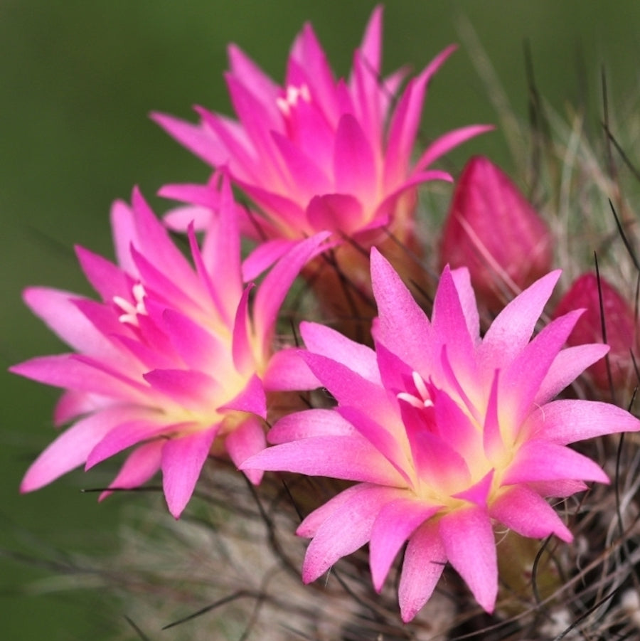 Suculente si cactusi