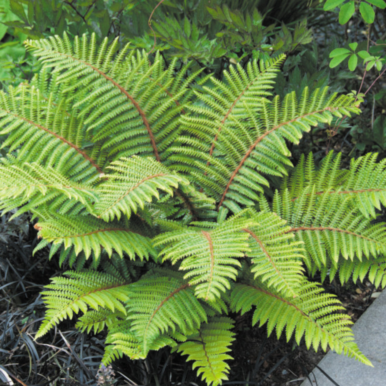 Feriga de gradina - Polystichum polyblepharum