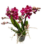 Phalaenopsis Rubion
