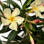 Leandru galben-crem - Nerium Olander
