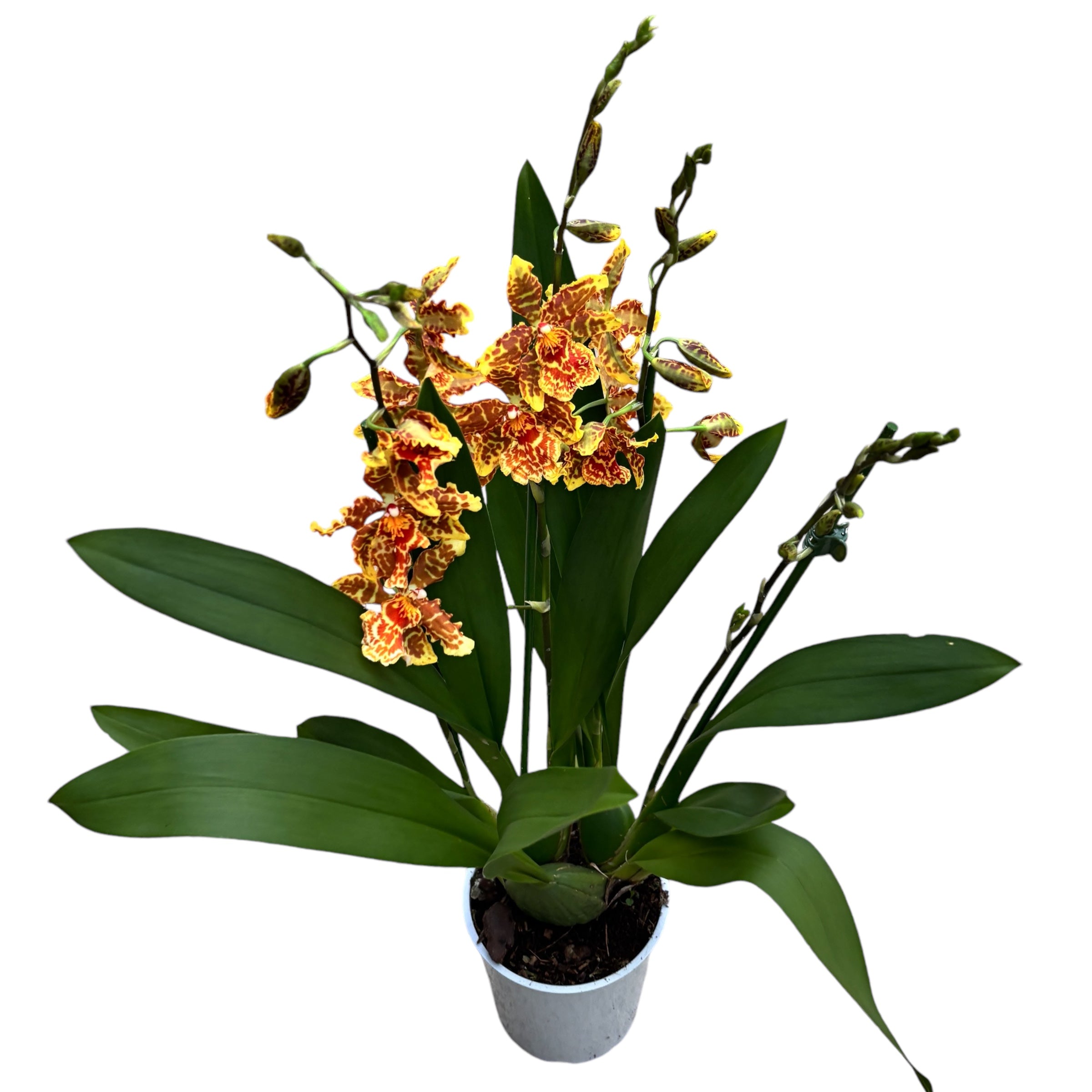 Odontocidium Golden Mirth „Filini’s Gold Dust” – pachnące kwiaty