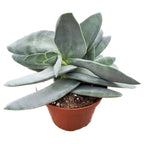 Crassula falcata 'Boomerang'