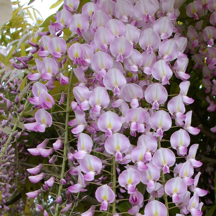 Wisteria floribunda 'Rosea'