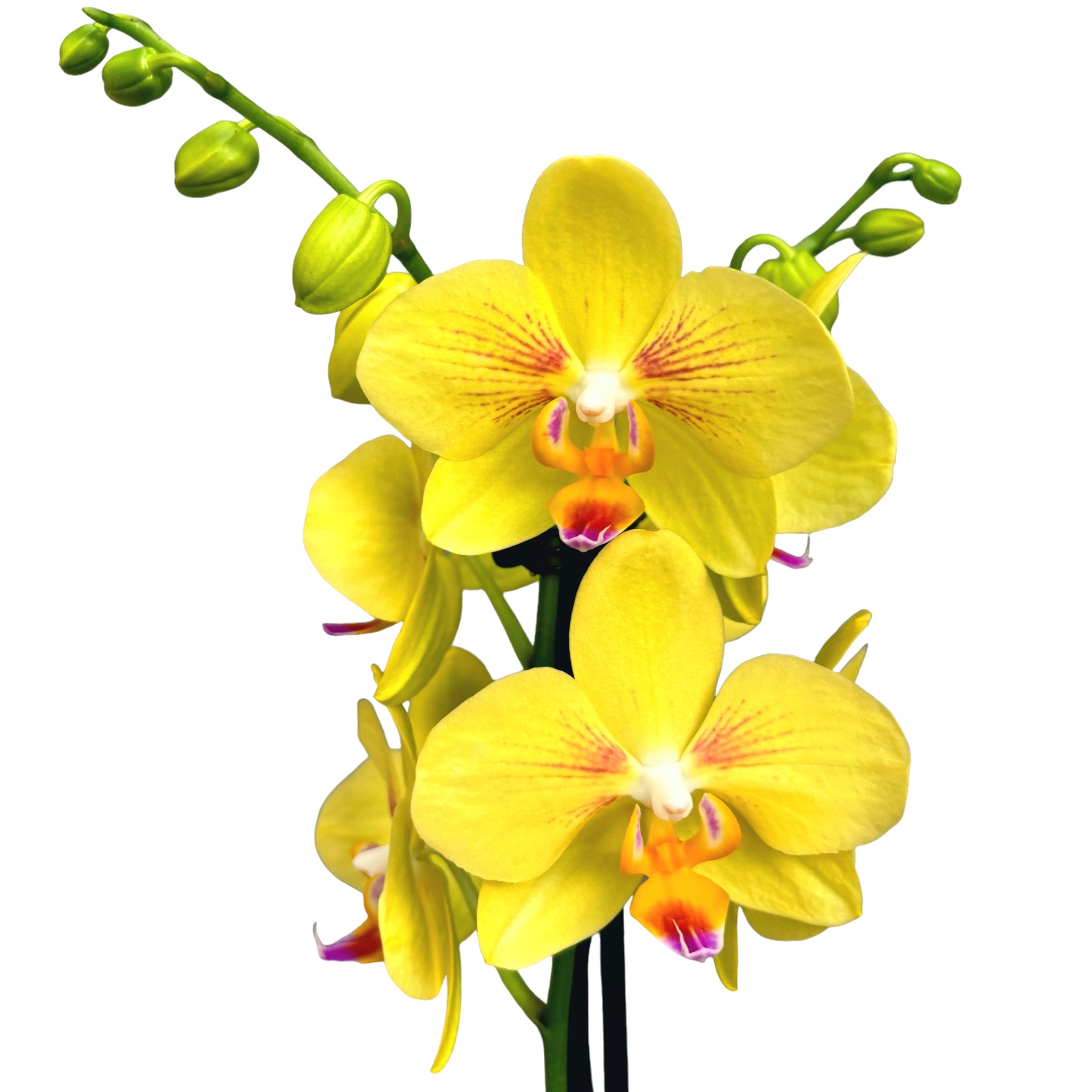 Phalaenopsis Inti Sun