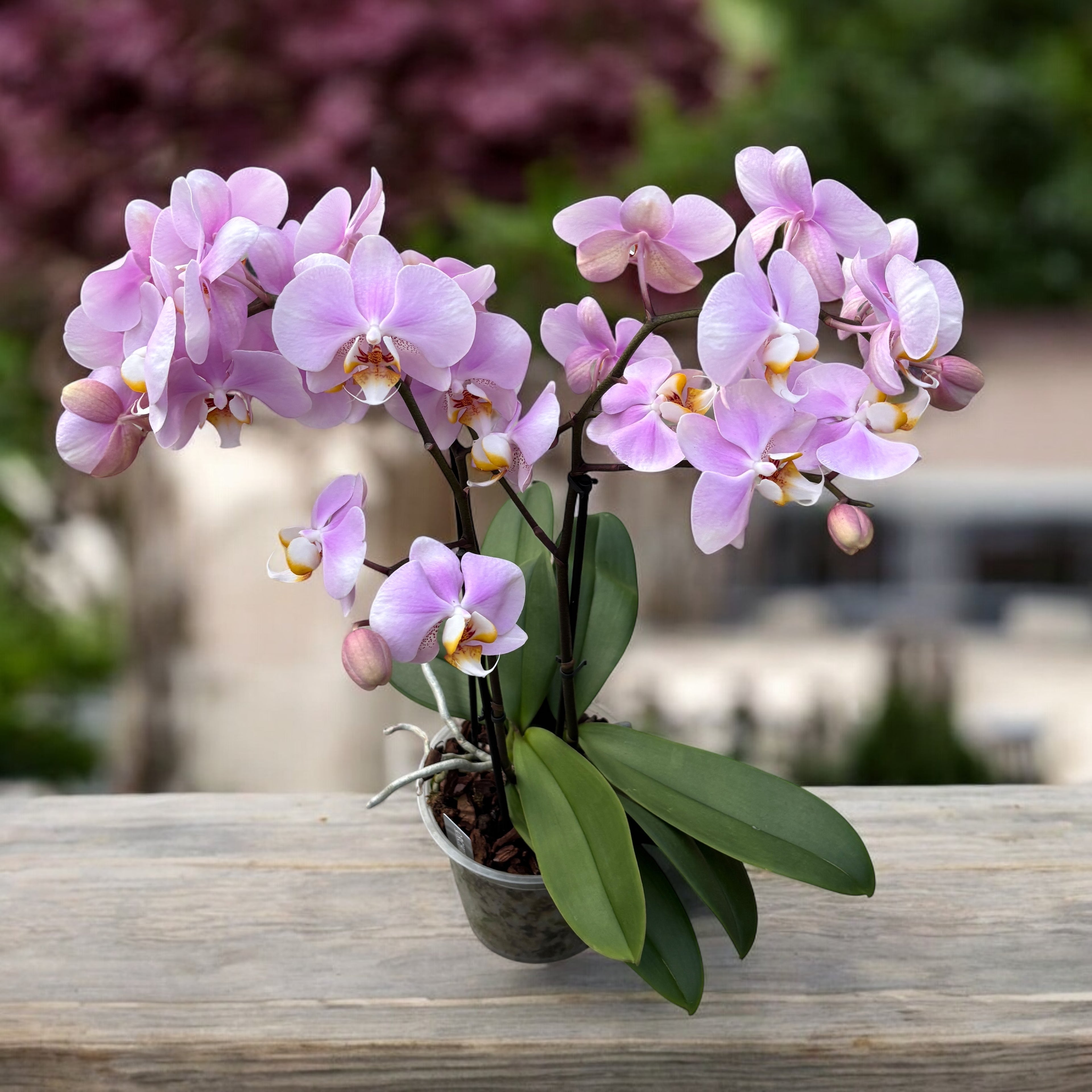 Phalaenopsis Pink Clouds - spécimens impressionnants (2 plantes/pot)