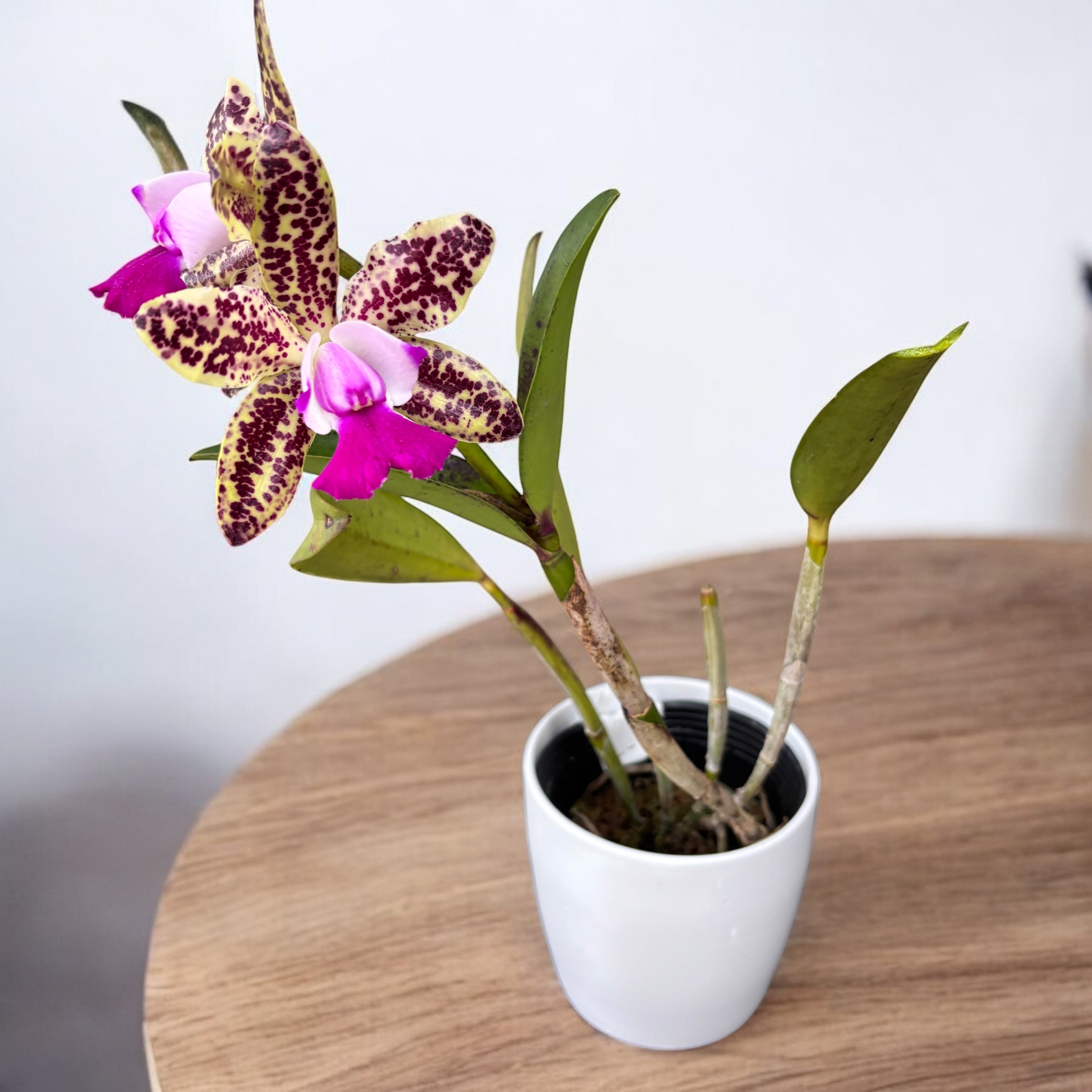 Cattleya Green Emerald (intensiv duftende Blüten)