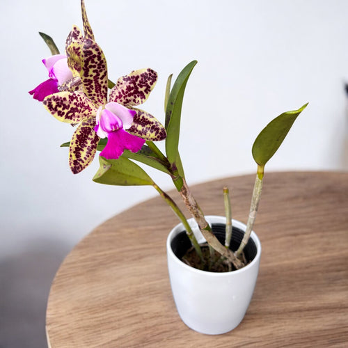 Cattleya Green Emerald (flori intens parfumate)