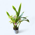 Zygopetalum Rhein Harlequin 'Strong' (flori intens parfumate)