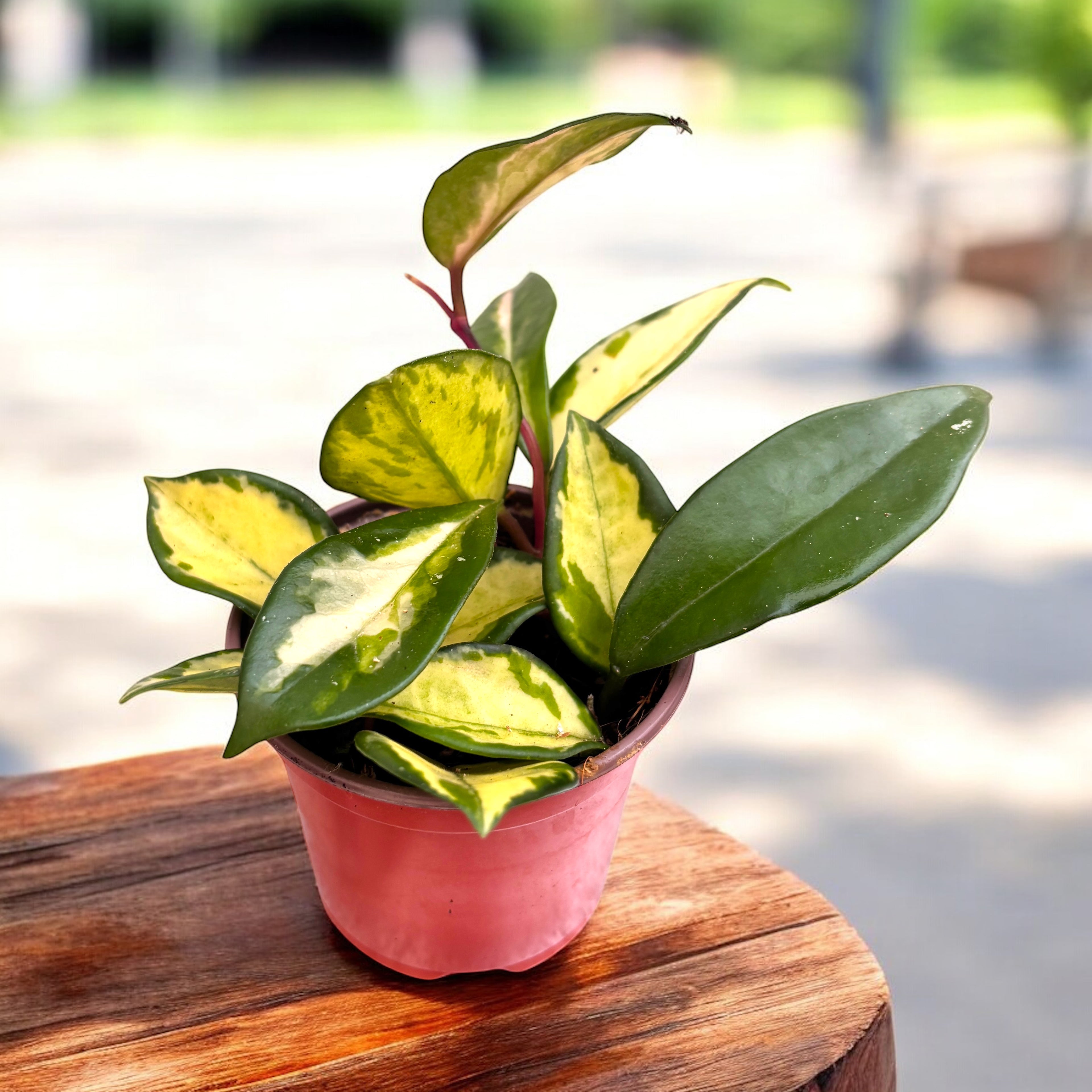 Hoya carnosa 'Tricolor' (Krimson Princess) D9