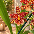 Odontocidium hibrid #22