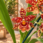 Odontocidium hibrid #22