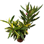 Λεάνδρος με διπλά ροζ άνθη, φύλλα ποικιλόχρωμα - δείγματα XL