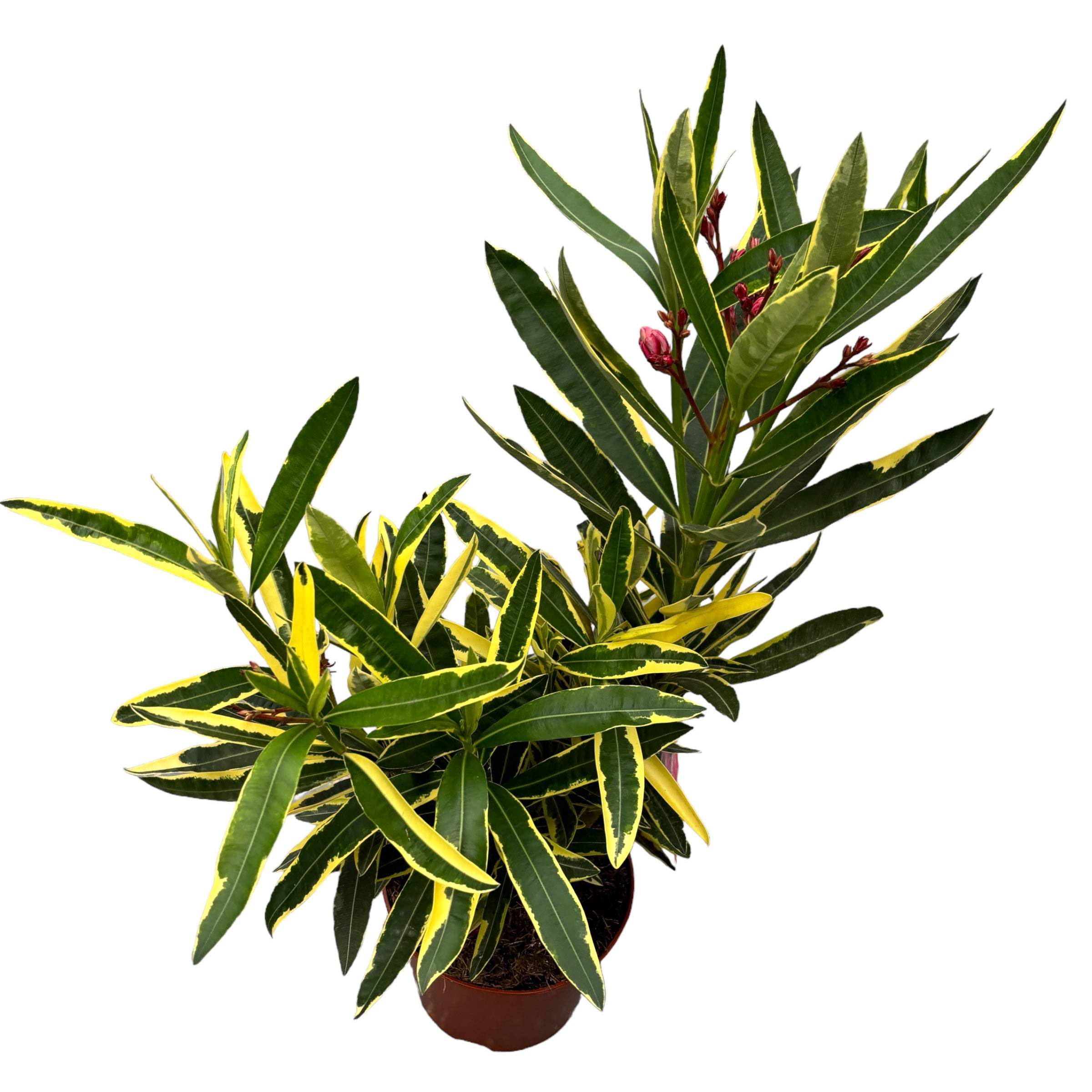 Leandru s dvostrukim ružičastim cvjetovima, šareni listovi - XL primjerci