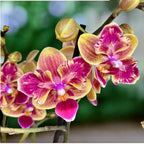 Phalaenopsis Sogo Yellowtris (pelorická) - voňavá
