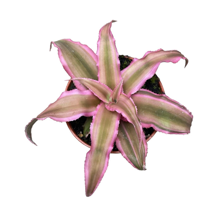 Cryptanthus bivittatus Pink Starlight