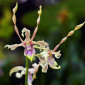 Dendrobium Taiwan Helix (Den. helix × Doctor Uthai)
