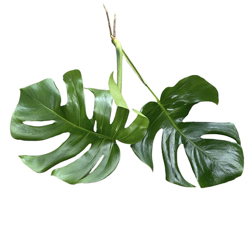 Stecklinge Monstera Deliciosa (nicht bewurzelt) – Secret Garden Plant Shop