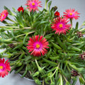 Delosperma Lido ‘Fire’ (kwiat lodu, kwiat kryształu)