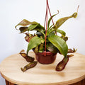 Nepenthes ‘Gaya’ (Monkey Jars) - O planta carnivora spectaculoasa!