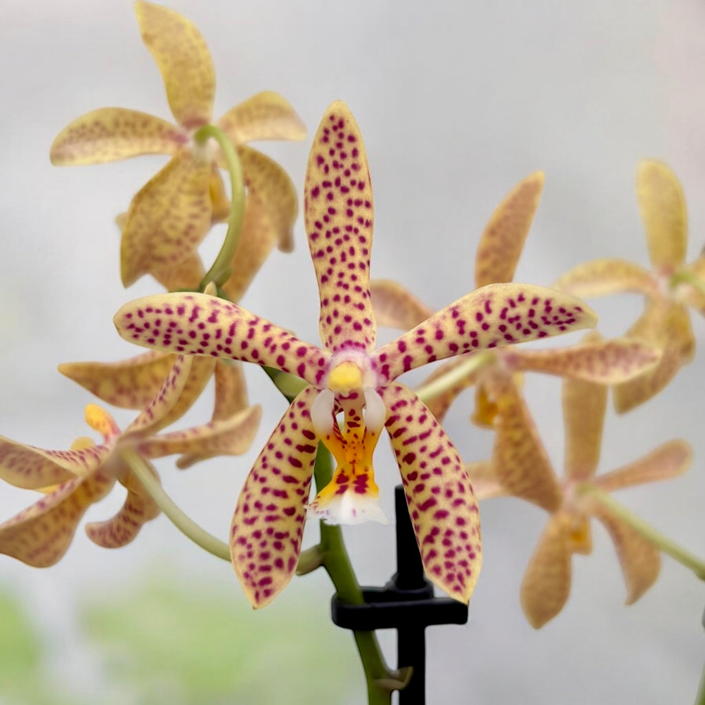 Phalaenopsis Bronze Maiden (schilleriana × mannii 'Black') - variation Yellow