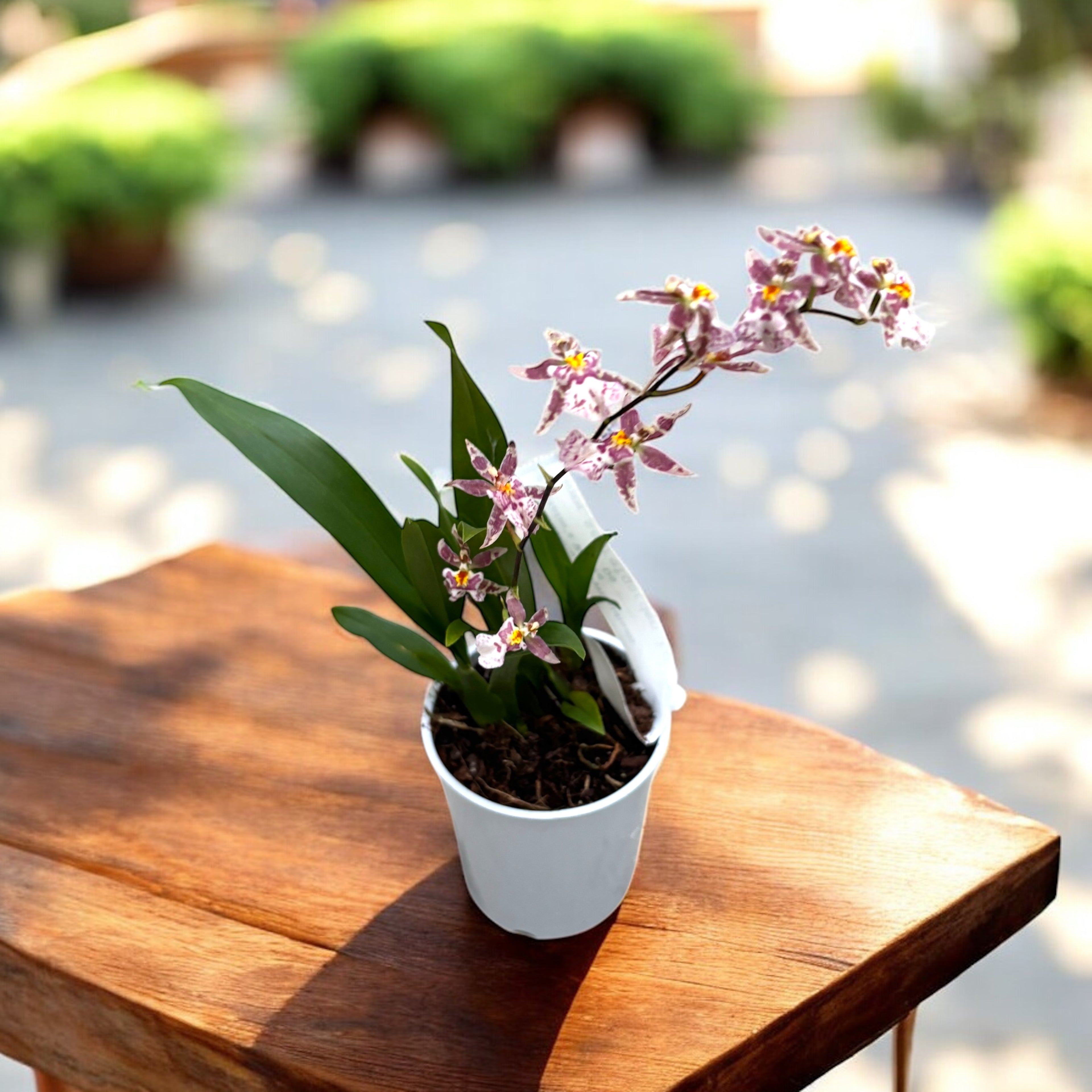 Oncidium (Cyrtocidium) Holm’s Wizard var. pink01 - intensivt doftande blommor