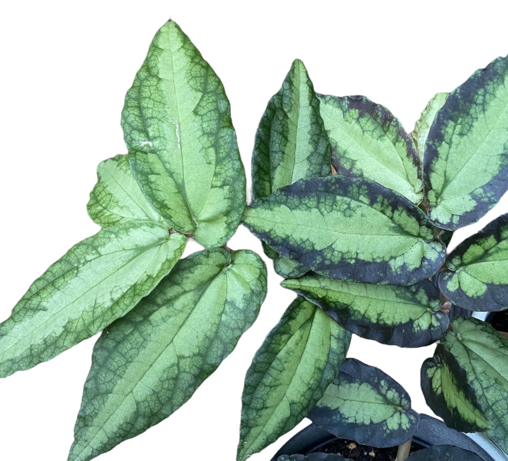 Pellionia Repens (Trailing Watermelon Begonia) D8