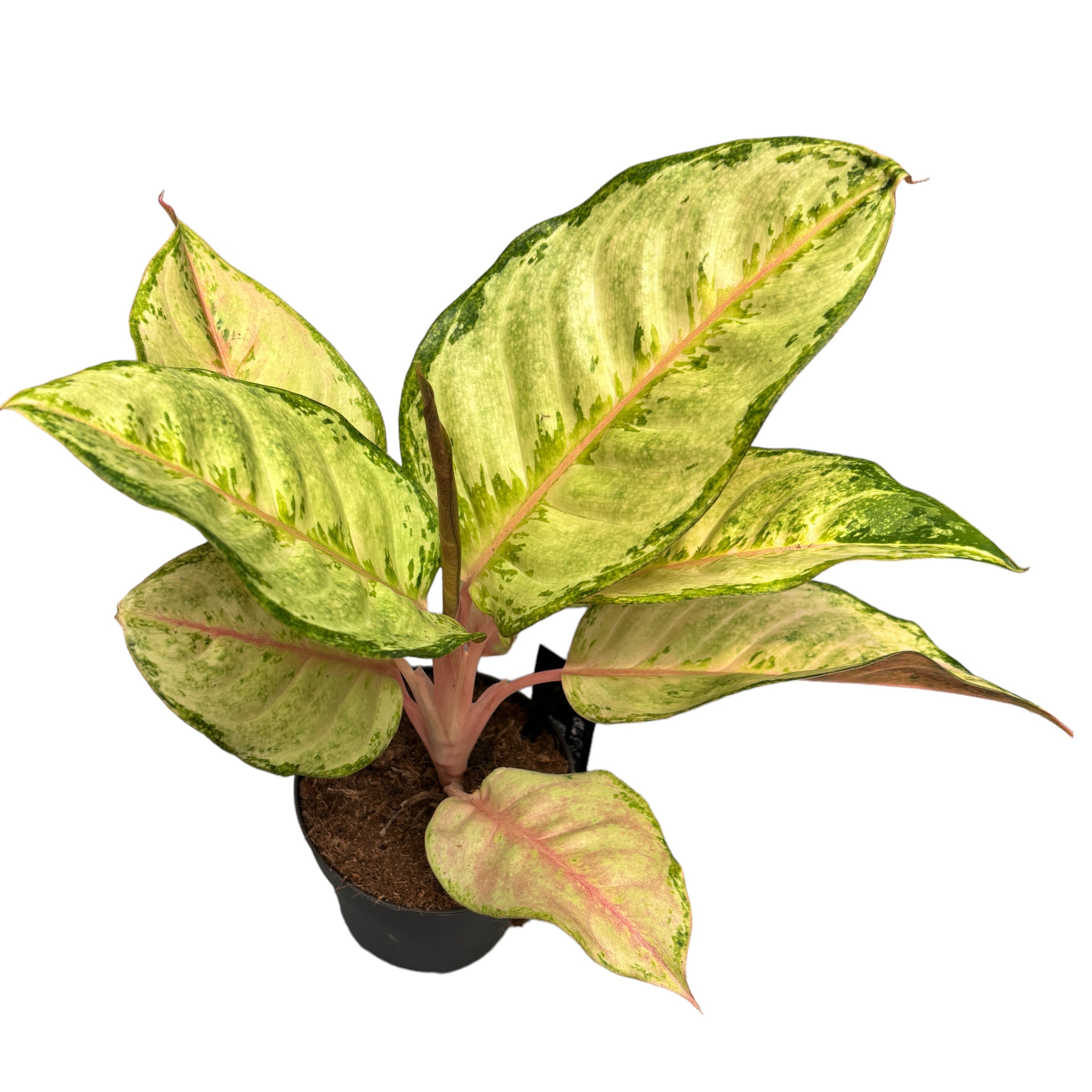 Aglaonema 'Corn Silk’