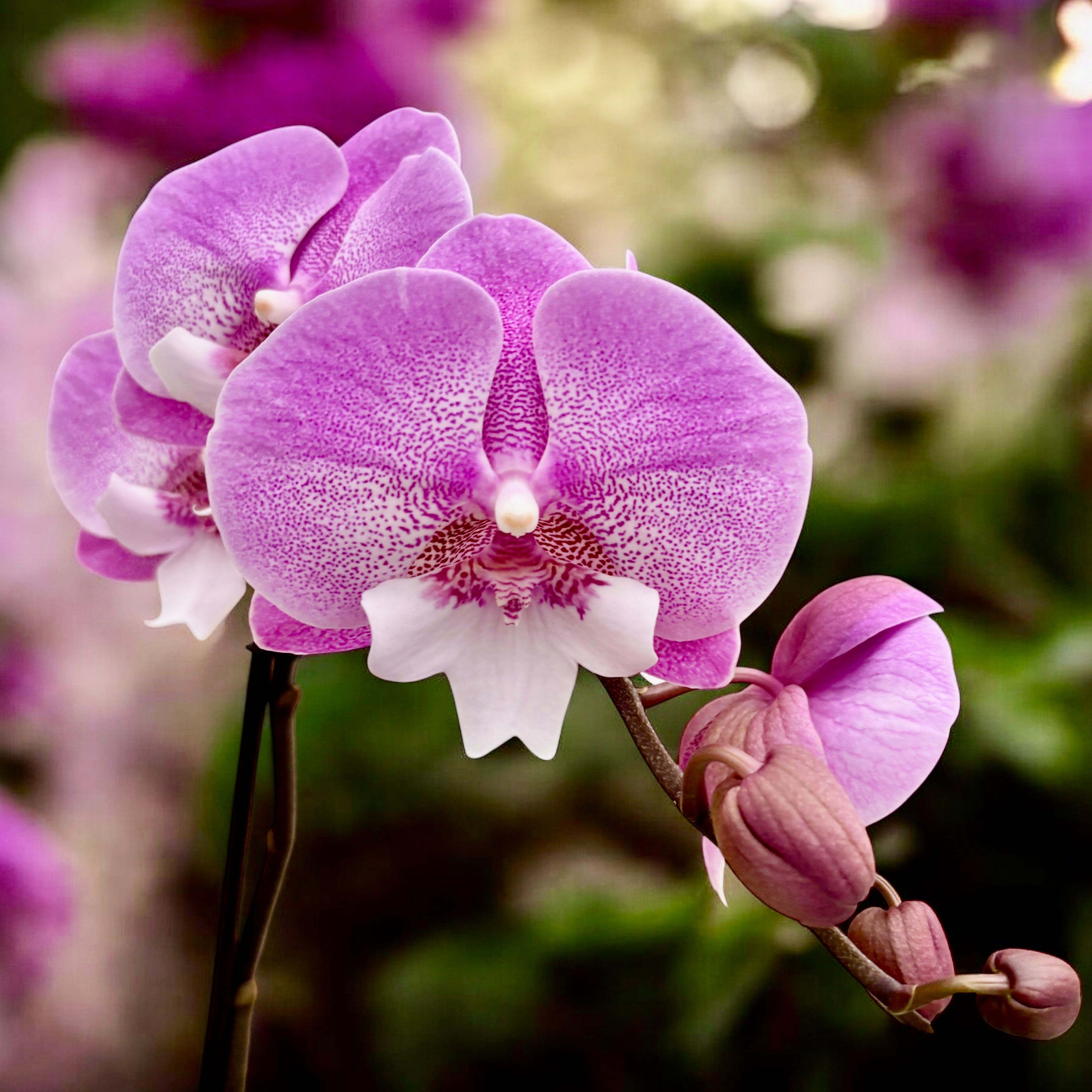 Phalaenopsis Lianher Sirène grande lèvre