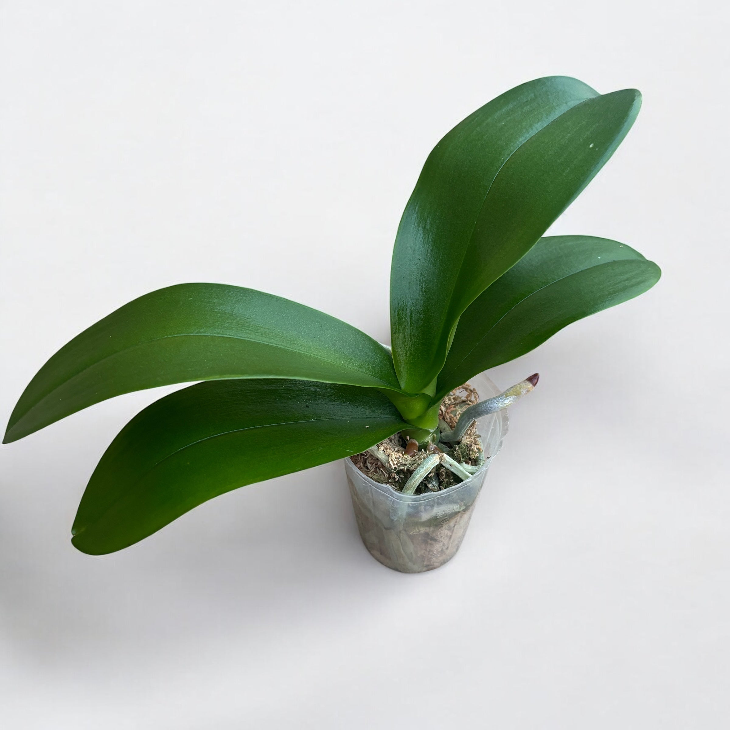 Phalaenopsis Champion Lighting 'Neon'