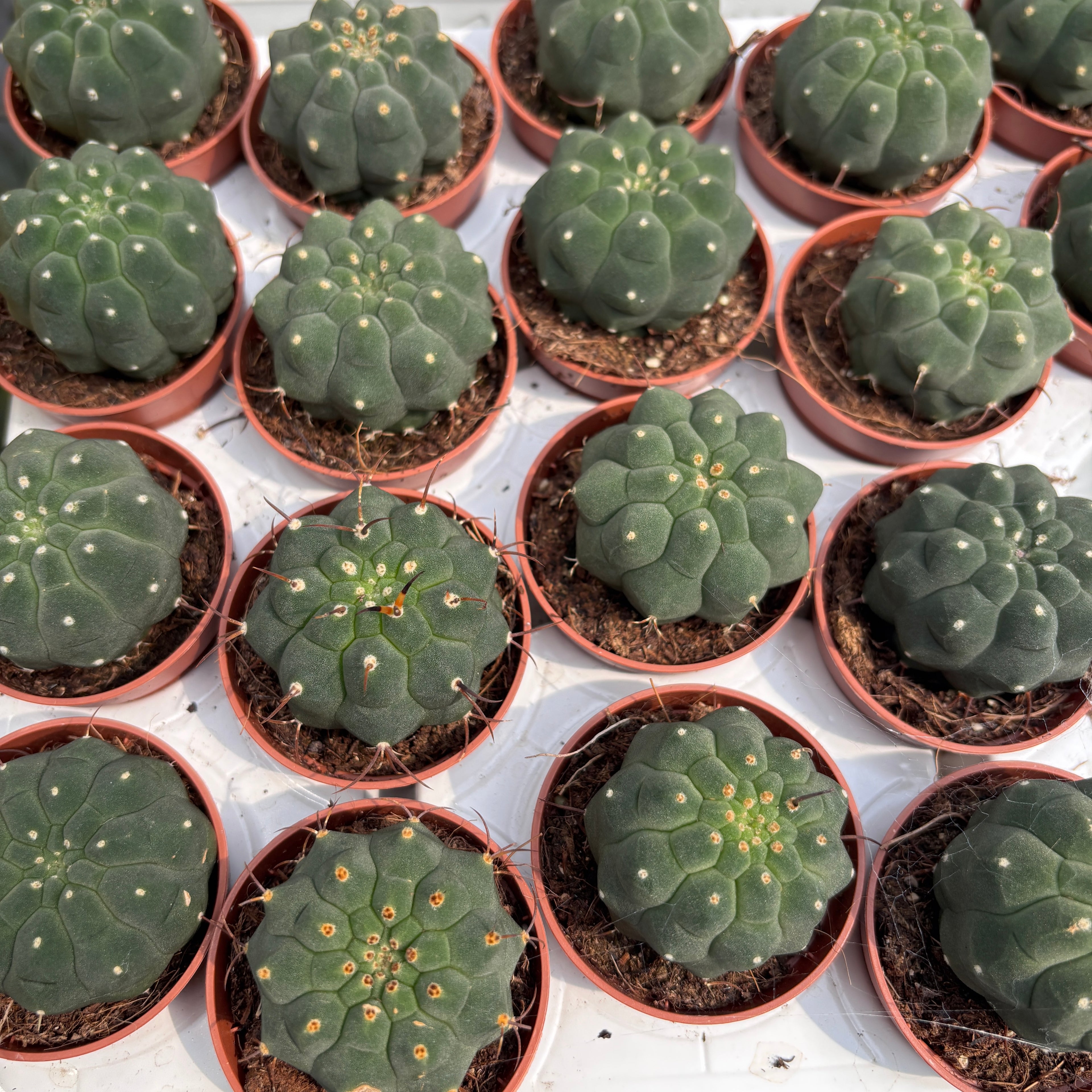 Matucana madisoniorum