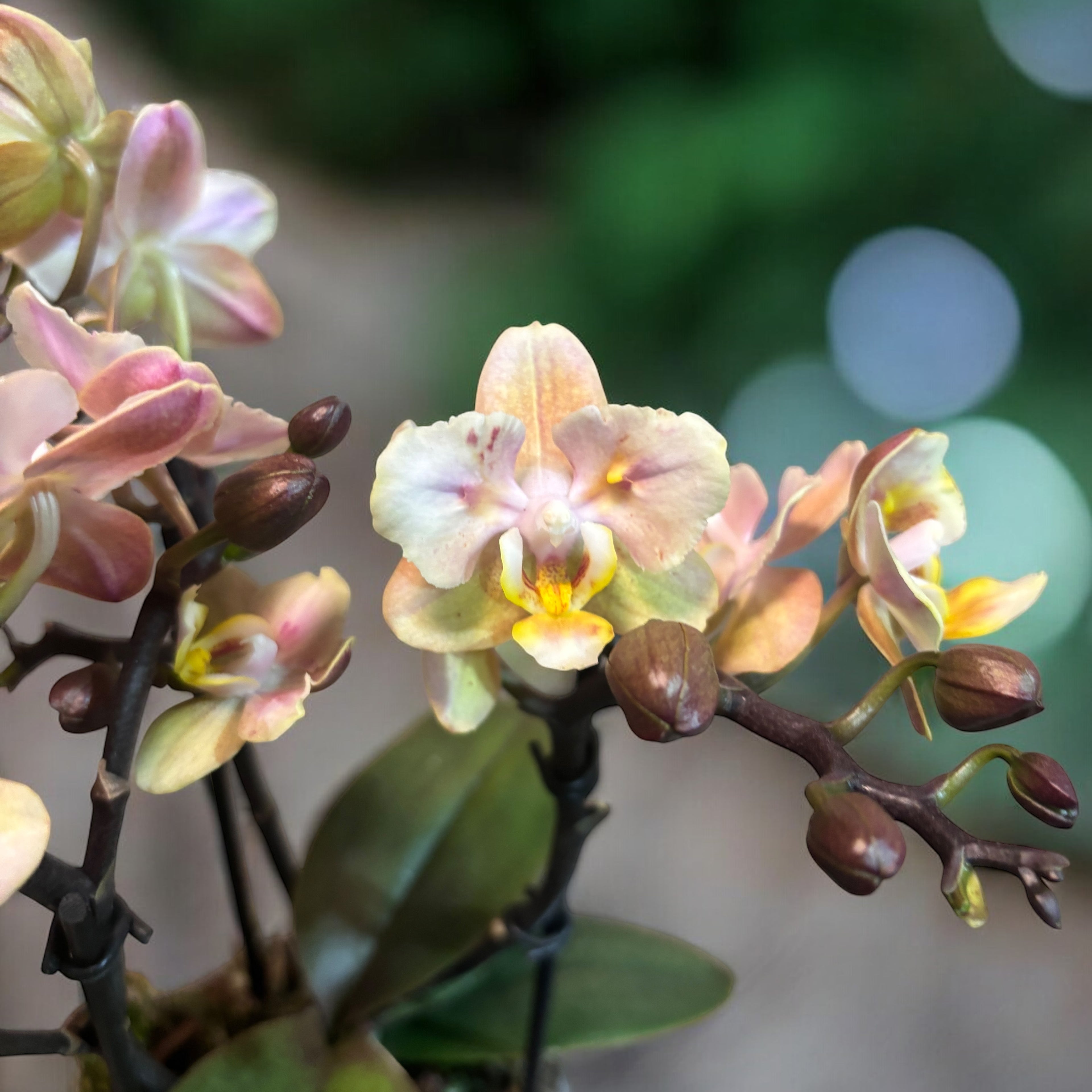 Phalaenopsis Aromio Powdery (Pélorique) - fleurs intensément parfumées