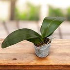 Phalaenopsis Haur Jin Princess