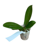 Phalaenopsis MIki Gorgeous (peloric) parfumat