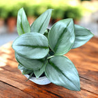 Scindapsus treubii ‘Moonlight’ – silver elegance for any interior