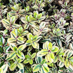 Hebe variegata 'Tricolor' - Golden Tree (Evergreen)