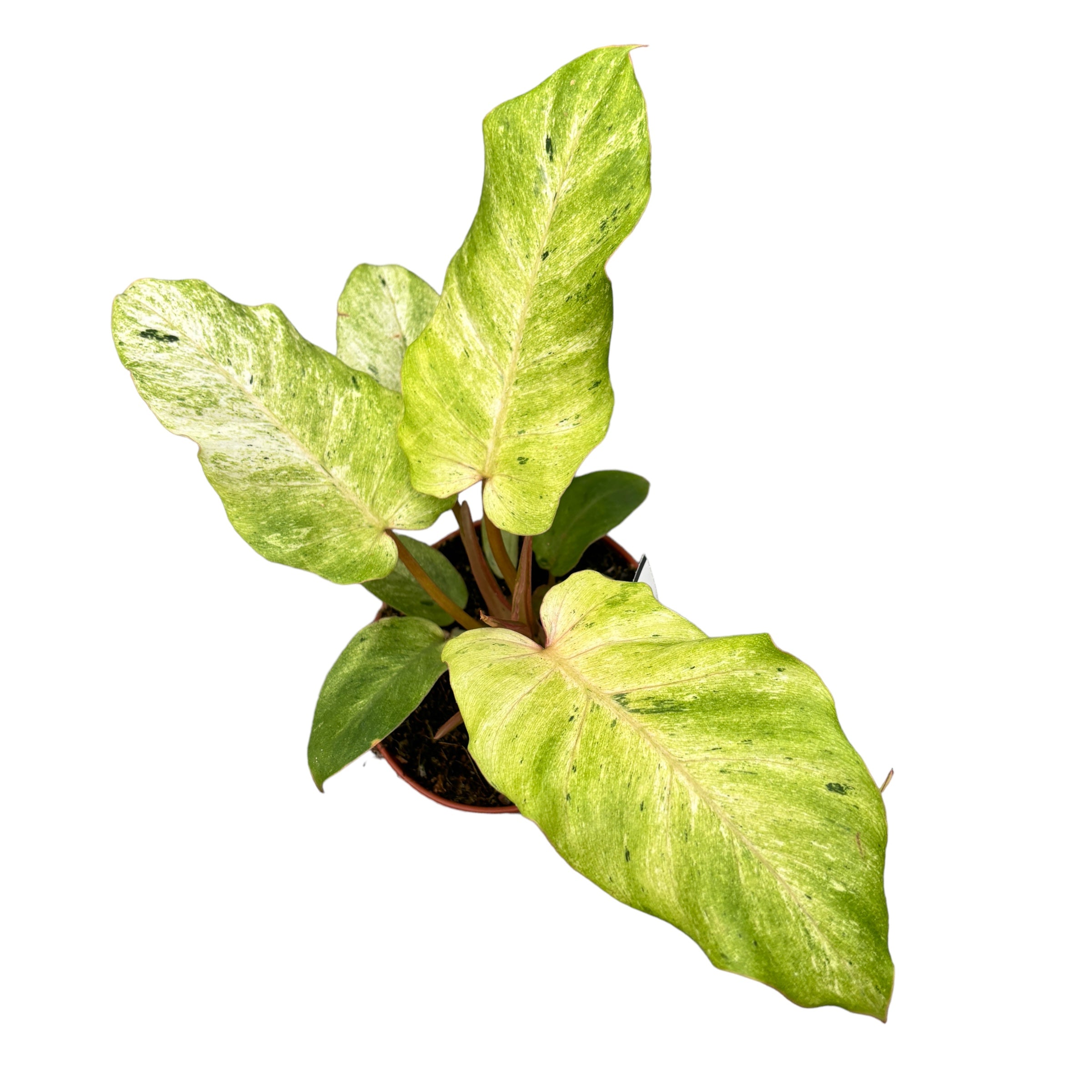 Philodendron 'Snowdrift'