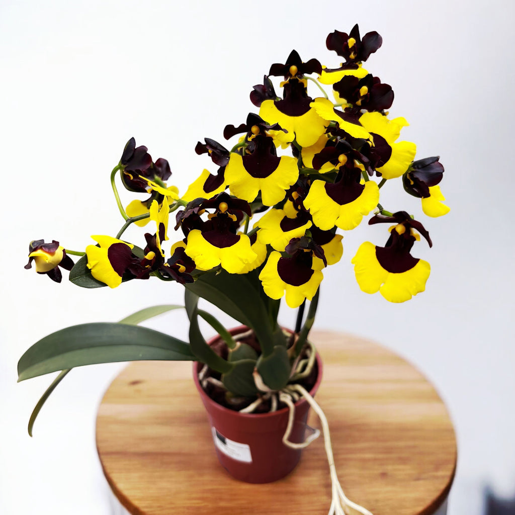 Gomesa Jiaho Queen (Oncidium Sabine Meyer) - flori parfumate