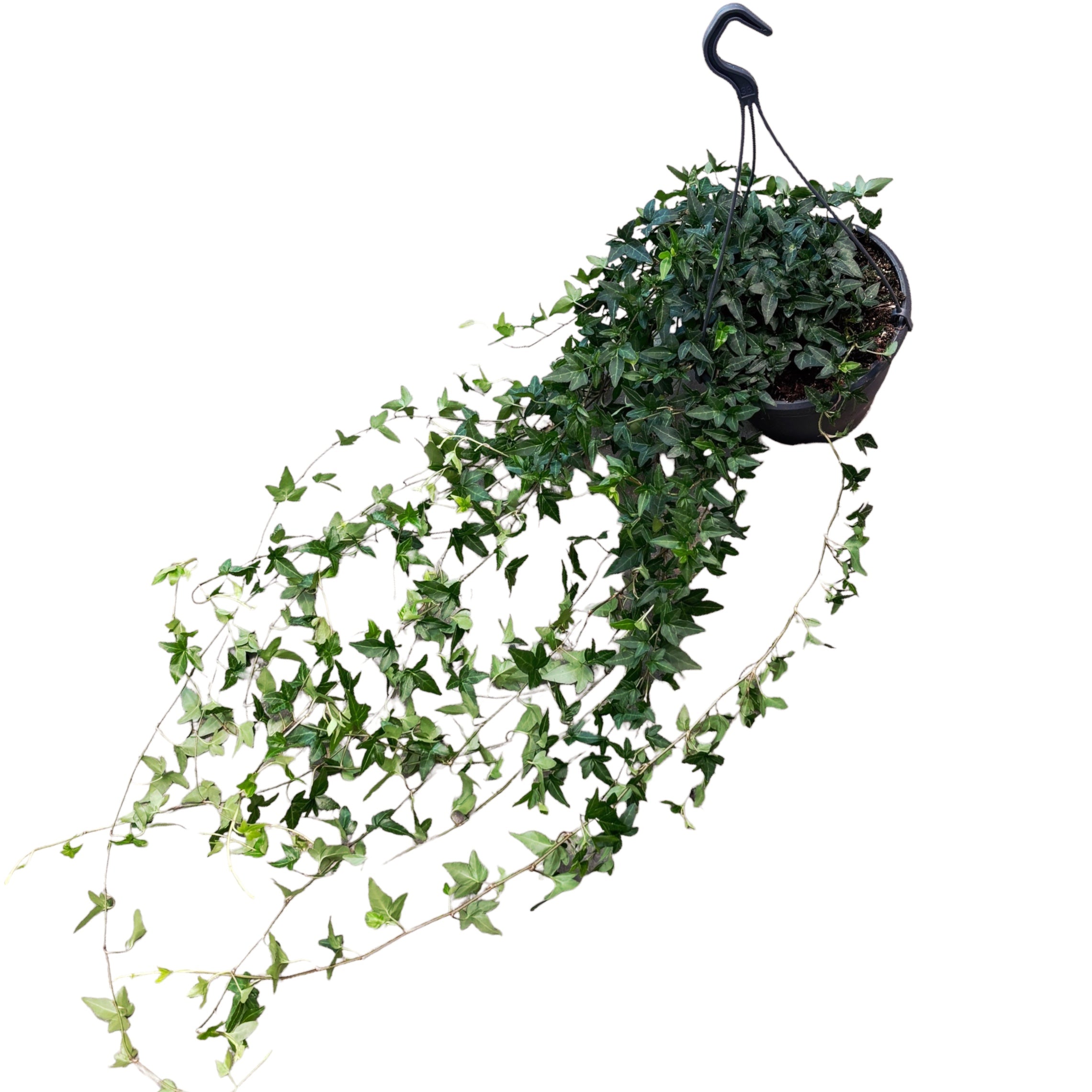 Iedera - Hedera helix 'Shamrock' (exemplare XL)